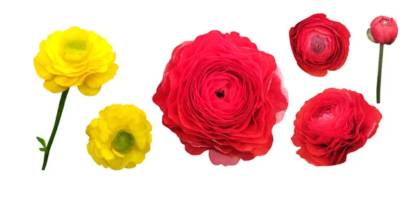 Krásné Červené Žluté Ranunkulus Květy Nastavit Izolované Bílém Pozadí Přírodní — Stock fotografie