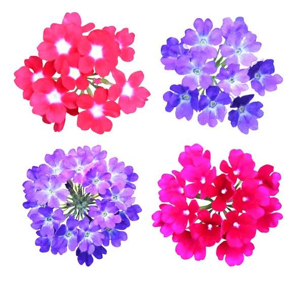 美丽的粉红色 红色和紫色的蓝色马鞭草花 背景为白色 自然的植物背景 花卉设计部分 — 图库照片