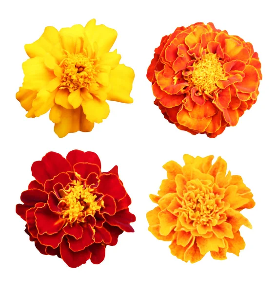 Beautiful Marigold Flowers Set Isolated White Background Natural Floral Background — Stock Photo, Image