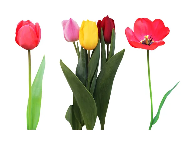 Lindas Flores Tulipa Vermelha Rosa Amarela Isoladas Fundo Branco Fundo — Fotografia de Stock
