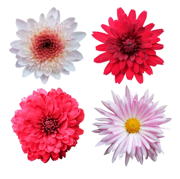 Beautiful Pastel Pink Red Chrysanthemum Flowers Isolated White Background Natural — Stock Photo, Image