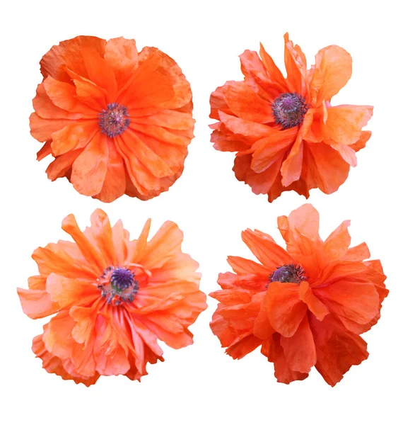 Belles Fleurs Pavot Orange Isolées Sur Fond Blanc Fond Floral — Photo