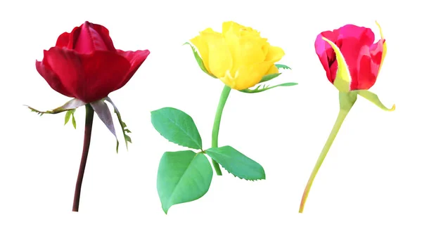 Krásné Červené Žluté Růže Květy Izolované Bílém Pozadí Přírodní Květinové — Stock fotografie
