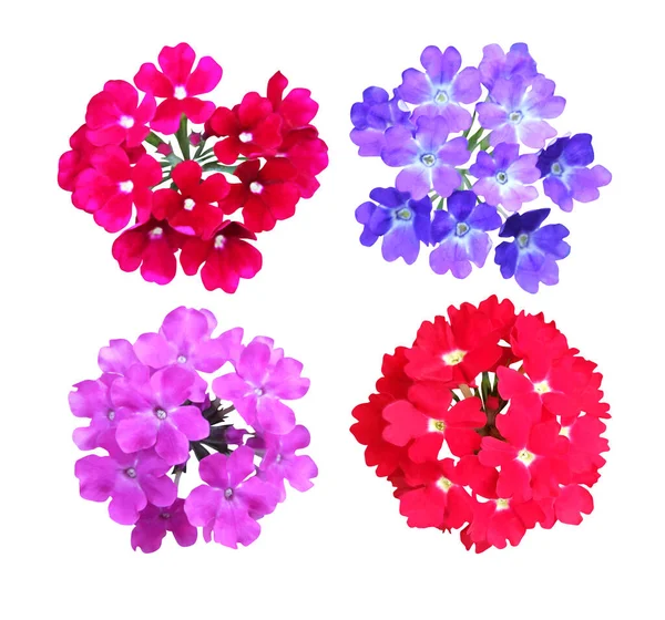 Mooie Roze Rode Blauwe Violette Verbena Bloemen Geïsoleerd Witte Achtergrond — Stockfoto