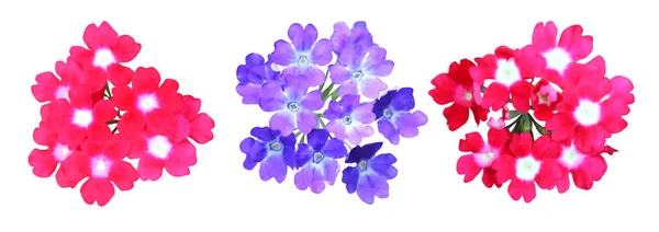 Bellissimi Fiori Verbena Rosa Blu Isolati Sfondo Bianco Fondo Floreale — Foto Stock