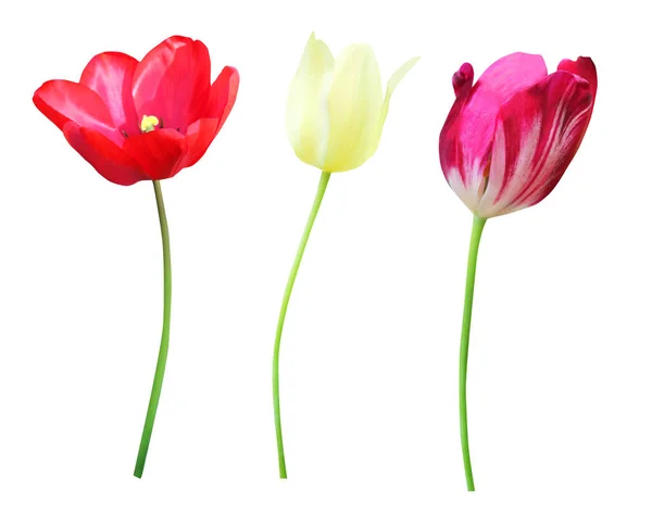 美丽的红色 黄色和粉色紫色郁金香花 背景为白色 自然的植物背景 花卉设计部分 — 图库照片