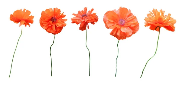 Mooie Oranje Papaver Bloemen Geïsoleerd Witte Achtergrond Natuurlijke Bloemen Achtergrond — Stockfoto