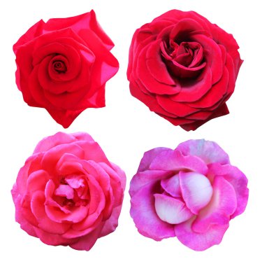 Beyaz arka planda izole edilmiş güzel kırmızı ve pembe gül çiçekleri. Doğal çiçek geçmişi var. Çiçek tasarım ögesi