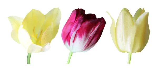 Bellissimi Fiori Tulipano Gialli Viola Incastonati Isolati Sfondo Bianco Fondo — Foto Stock