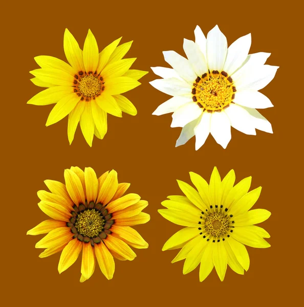 Прекрасний Набір Квітів Галанії Натуральний Квітковий Фон Квітковий Елемент Дизайну — стокове фото
