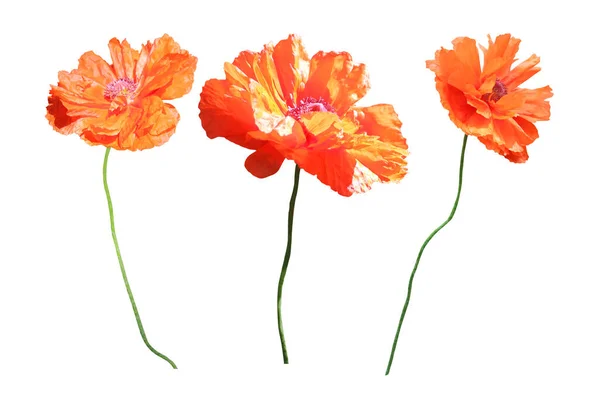 Beautiful Orange Poppy Flowers Set Isolated White Background Natural Floral — Stock Photo, Image