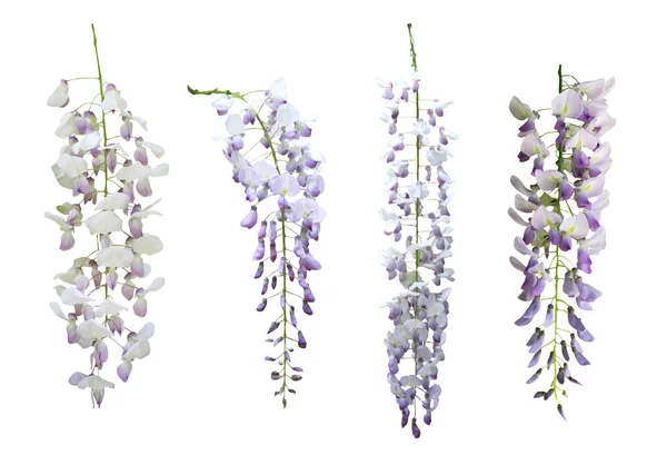 Красивая Пастельно Фиолетовая Вистерия Цветы Установлены Изолированы Белом Фоне Естественный — стоковое фото