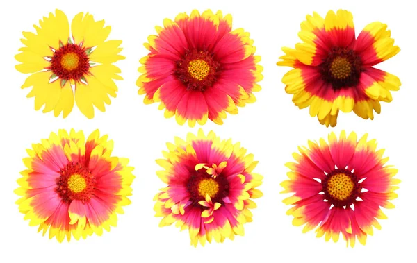 Krásné Květiny Gaillardia Nastavit Izolované Bílém Pozadí Přírodní Květinové Pozadí — Stock fotografie