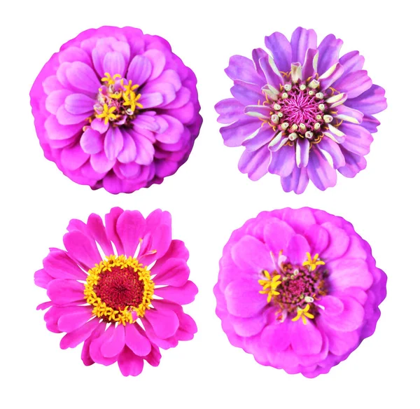 Bellissimi Fiori Zinnia Viola Rosa Insieme Isolato Sfondo Bianco Fondo — Foto Stock