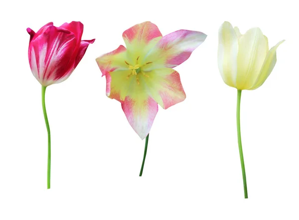 Schöne Lila Gelbe Und Rosa Tulpenblüten Auf Weißem Hintergrund Natürlicher — Stockfoto