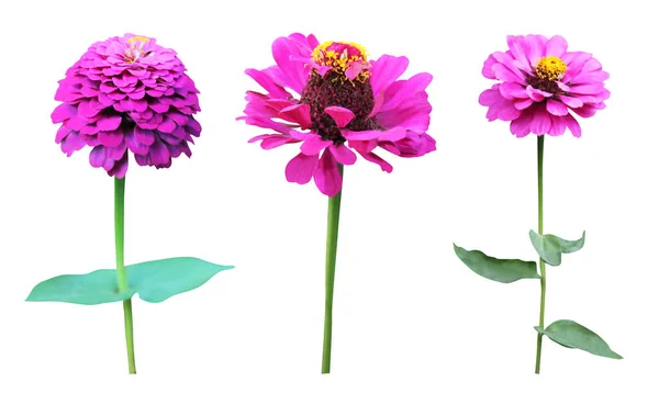 Beyaz Arka Planda Izole Edilmiş Güzel Zinnia Çiçekleri Doğal Çiçek — Stok fotoğraf