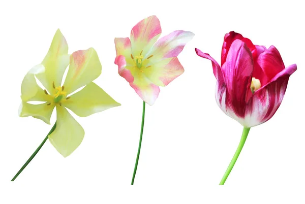 Krásné Růžové Fialové Žluté Tulipány Květiny Nastavit Izolované Bílém Pozadí — Stock fotografie