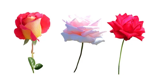 Hermosas Flores Color Rosa Rojo Conjunto Aislado Sobre Fondo Blanco — Foto de Stock