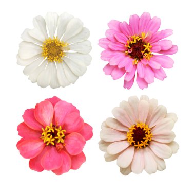 Beyaz arka planda izole edilmiş güzel pembe, kırmızı ve beyaz zinnia çiçekleri. Doğal çiçek geçmişi var. Çiçek tasarım ögesi