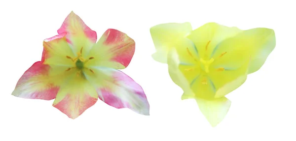 Όμορφα Κίτρινα Και Ροζ Λουλούδια Τουλίπας Που Απομονώνονται Λευκό Φόντο — Φωτογραφία Αρχείου