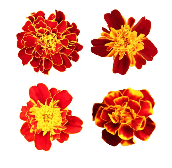 Vackra Ringblommor Som Isolerad Vit Bakgrund Naturlig Blommig Bakgrund Blommigt — Stockfoto