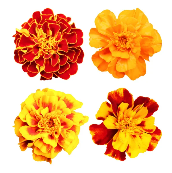 Beautiful Marigold Flowers Set Isolated White Background Natural Floral Background — Stock Photo, Image