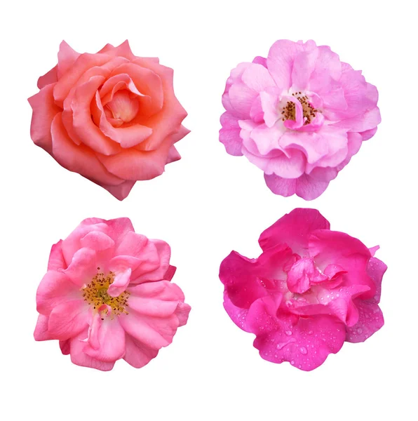 Krásná Růžová Růže Květiny Nastavit Izolované Bílém Pozadí Přírodní Květinové — Stock fotografie