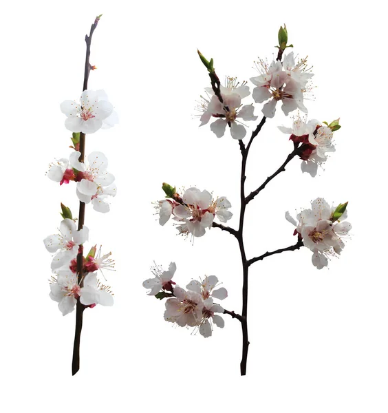 Güzel Sakura Beyaz Arka Planda Izole Edilmiş Kiraz Çiçekleri Doğal — Stok fotoğraf