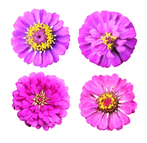 Lindas Flores Violeta Rosa Zinnia Conjunto Isolado Fundo Branco Fundo — Fotografia de Stock