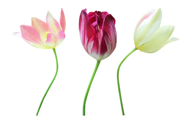 Prachtige Roze Paarse Gele Tulpenbloemen Witte Achtergrond Natuurlijke Bloemen Achtergrond — Stockfoto