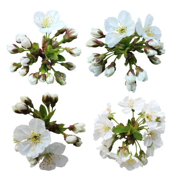 Vacker Sakura Körsbär Blomma Blommor Som Isolerad Vit Bakgrund Naturlig — Stockfoto
