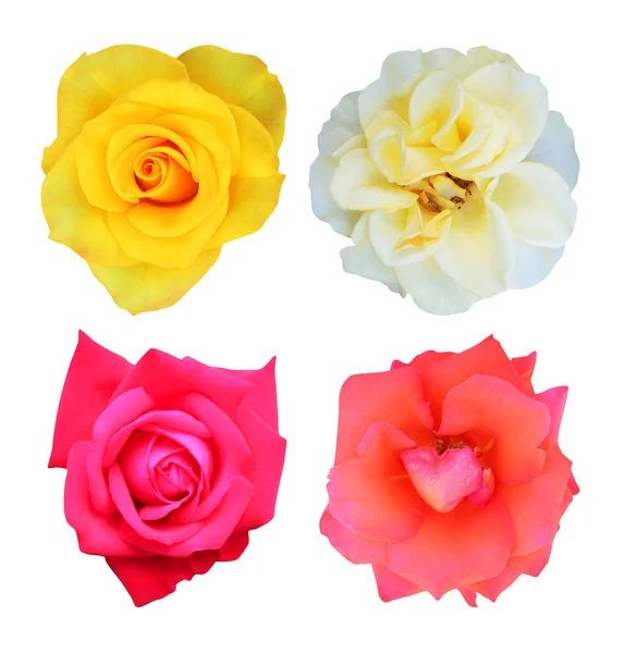 Krásné Žluté Růžové Růže Květy Nastavit Izolované Bílém Pozadí Přírodní — Stock fotografie