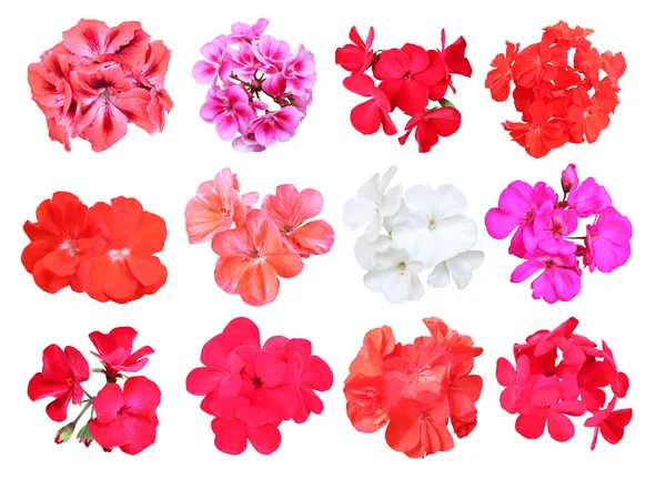Vackra Röda Rosa Och Vita Pelargon Blommor Som Isolerad Vit — Stockfoto