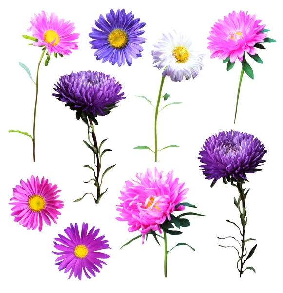 Bellissimi Fiori Aster Set Isolati Sfondo Bianco Fondo Floreale Naturale — Foto Stock