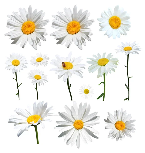 Beautiful Flowers Set Isolated White Background Natural Floral Background Floral — Stock Photo, Image