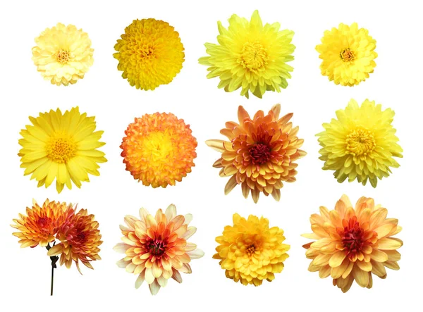 Beautiful Orange Yellow Chrysanthemum Flowers Set Isolated White Background Natural — Stock Photo, Image