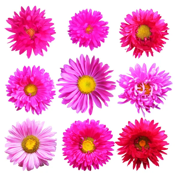 Beautiful Pink Aster Flowers Set Isolated White Background Natural Floral — Stock Photo, Image