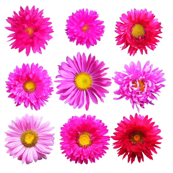 Bellissimi Fiori Rosa Aster Set Isolati Sfondo Bianco Fondo Floreale — Foto Stock