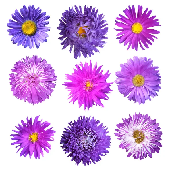 Bellissimi Fiori Blu Viola Aster Set Isolati Sfondo Bianco Fondo — Foto Stock