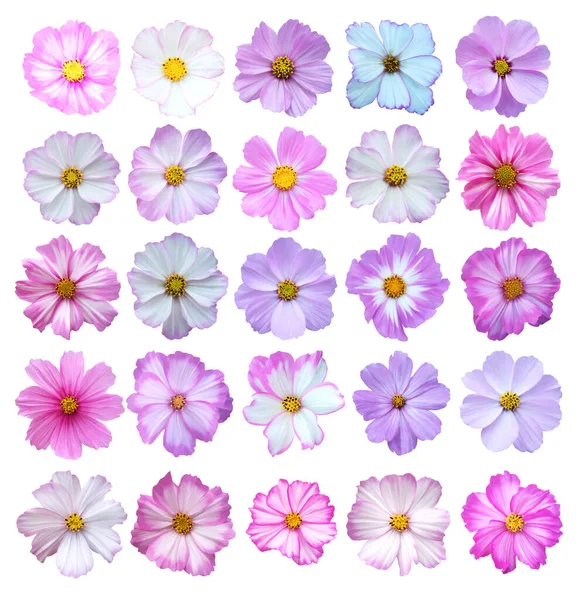 Beautiful Cosmos Cosmea Flowers Set Isolated White Background Natural Floral — Stock Photo, Image