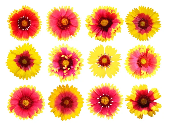 Beautiful Gaillardia Flowers Set Isolated White Background Natural Floral Background — Stock Photo, Image