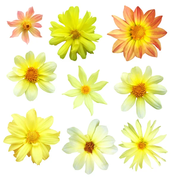 Lindas Flores Dahlia Amarelas Conjunto Isolado Fundo Branco Fundo Floral — Fotografia de Stock