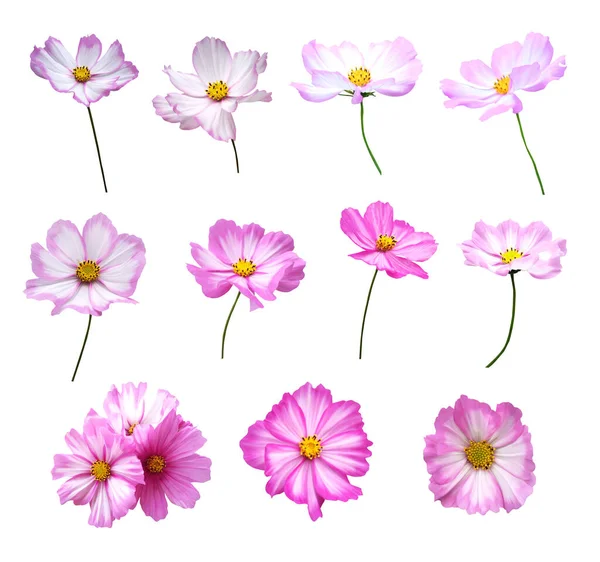Beautiful Cosmea Flowers Set Isolated White Background Естественный Цветочный Фон — стоковое фото