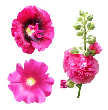 Beyaz arka planda izole edilmiş güzel pembe ve mor malva çiçekleri. Doğal çiçek geçmişi var. Çiçek tasarım ögesi
