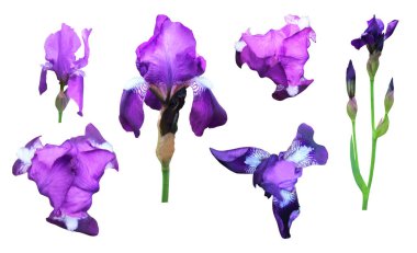 Beyaz arka planda izole edilmiş güzel mavi zambak çiçekleri. Doğal çiçek geçmişi var. Çiçek tasarım ögesi