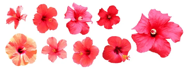 Belles Fleurs Hibiscus Rouge Orange Placées Isolées Sur Fond Blanc — Photo