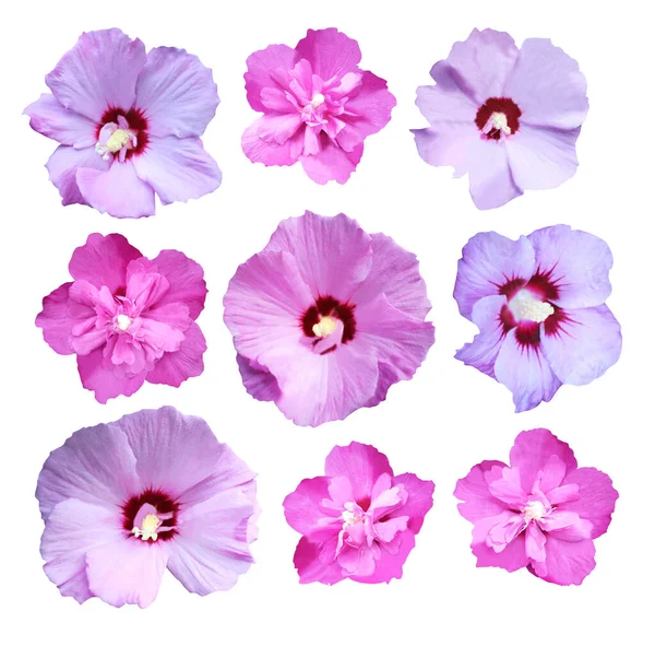 Mooie Violette Hibiscus Bloemen Geïsoleerd Witte Achtergrond Natuurlijke Bloemen Achtergrond — Stockfoto