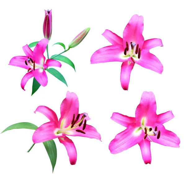 Beautiful Pink Lily Flowers Set Isolated White Background Natural Floral — Stock Photo, Image