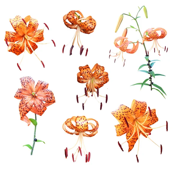 Vacker Orange Tiger Lilja Blommor Som Isolerad Vit Bakgrund Naturlig — Stockfoto