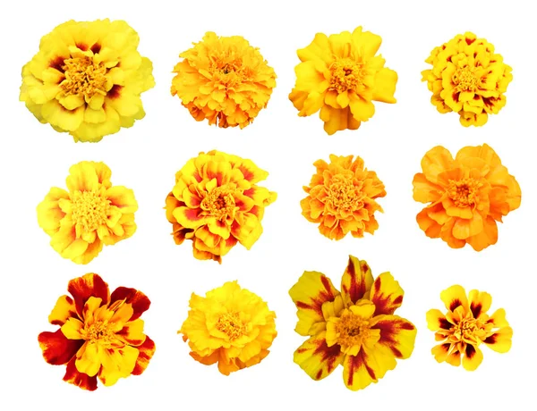 Lindas Flores Amarelo Calêndula Conjunto Isolado Fundo Branco Fundo Floral — Fotografia de Stock